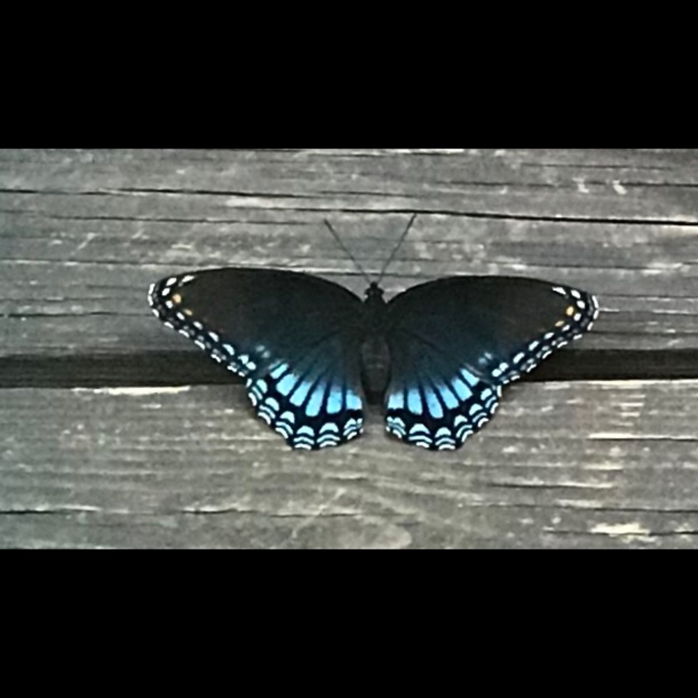 Meet your Posher, Brenda